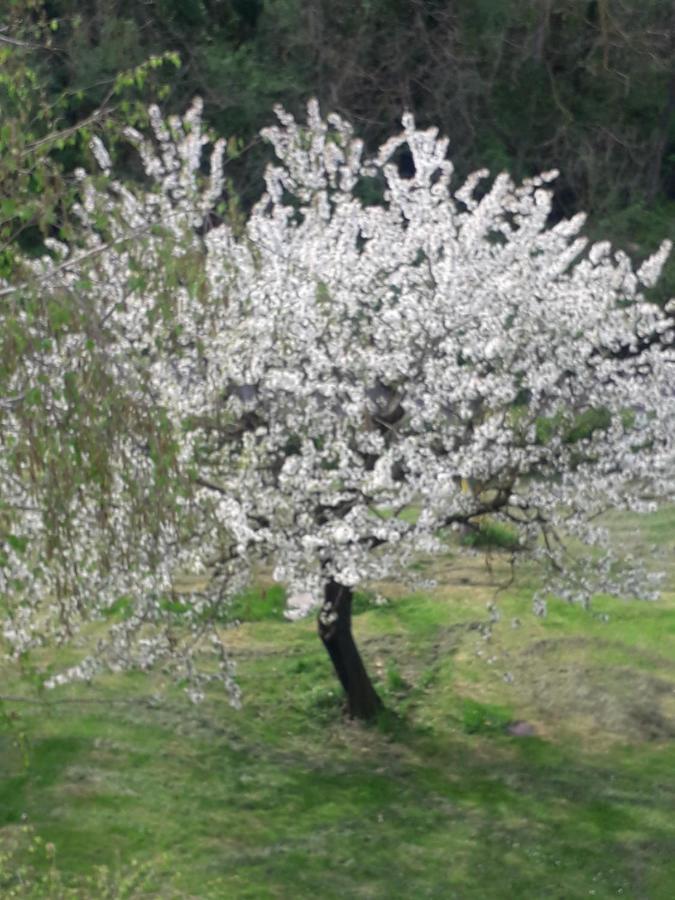 Il Borgo Dei Molini Bed & Breakfast Torreglia Luaran gambar