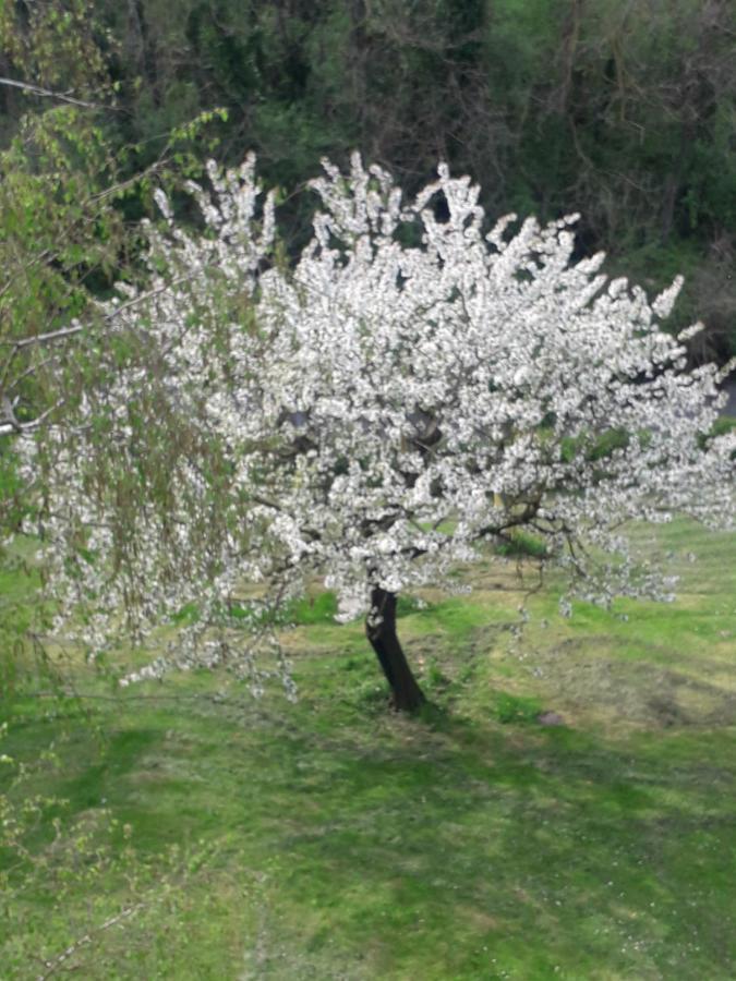 Il Borgo Dei Molini Bed & Breakfast Torreglia Luaran gambar